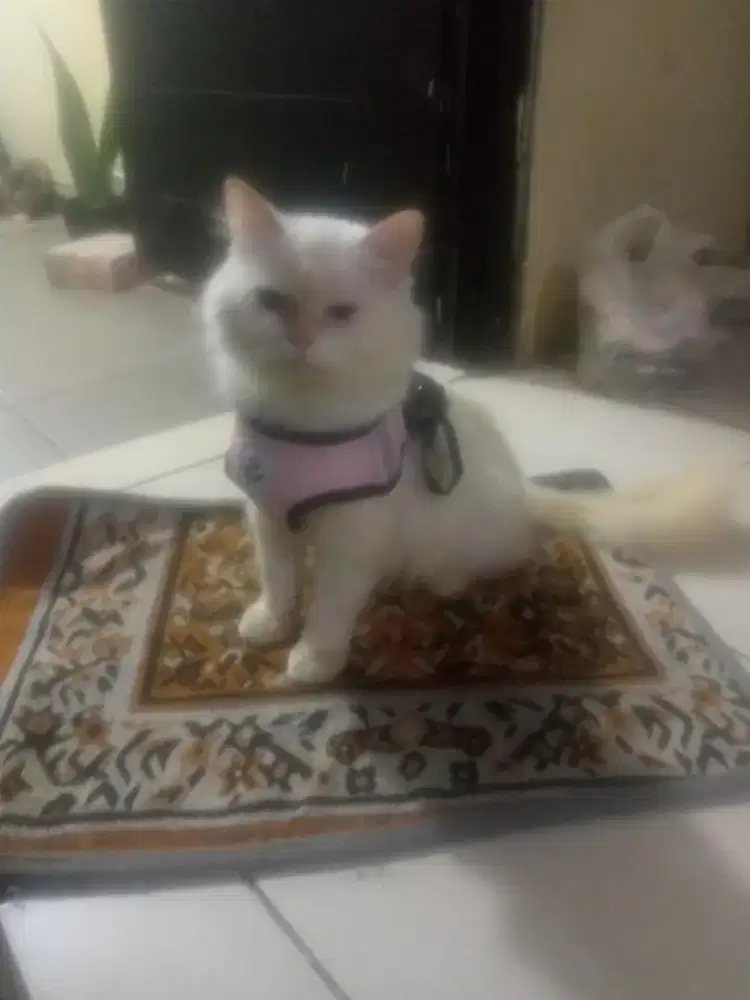 Persia mix hima jantan, ramah dan penyayang