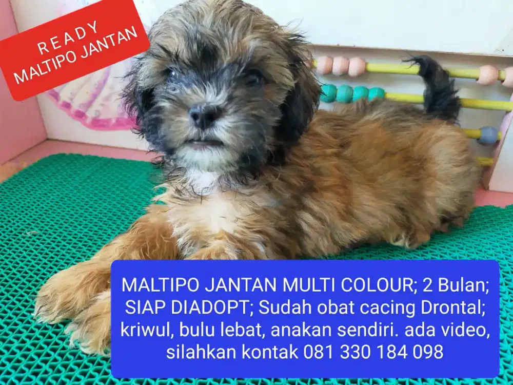 READY TO GO !!! MALTIPO JANTAN MULTI COLOUR