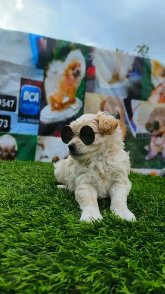 Minipom dan pom mix poodle umur 1,5-2 bln an kwalitas bagus