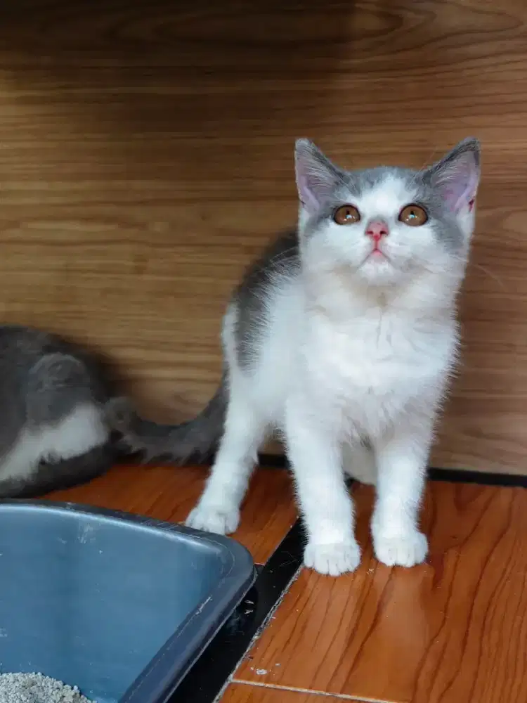 BSH Bicolor Blue