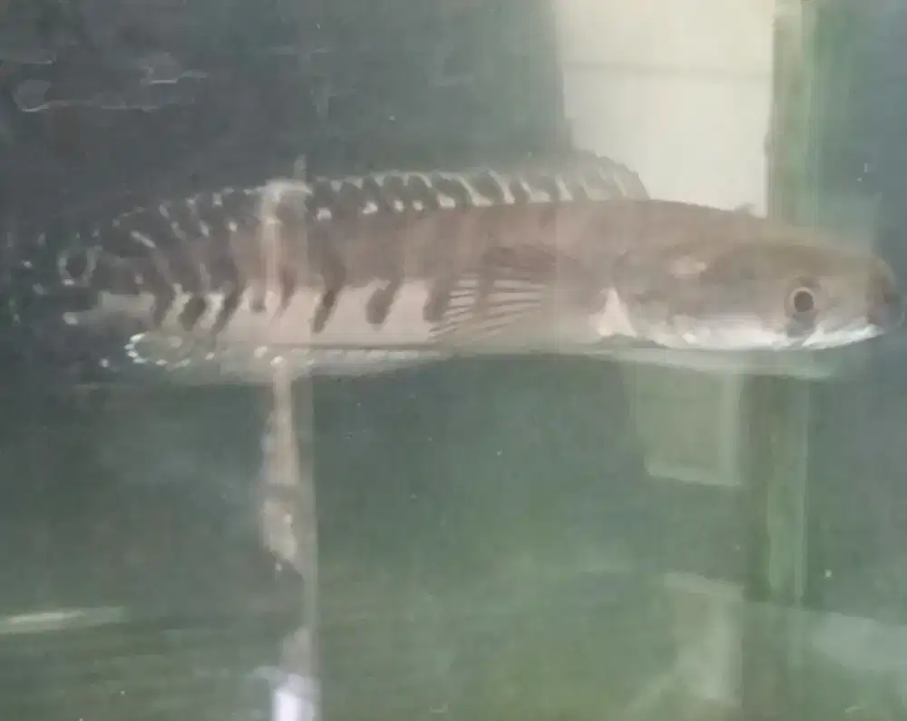 Ikan Channa yellow Sentarum