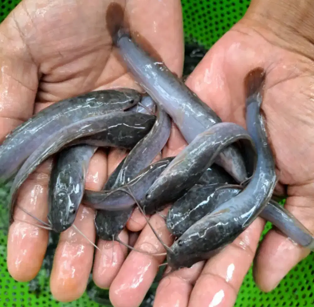 Bibit lele Sangkuriang