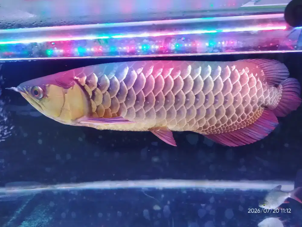 Arwana Golden Red