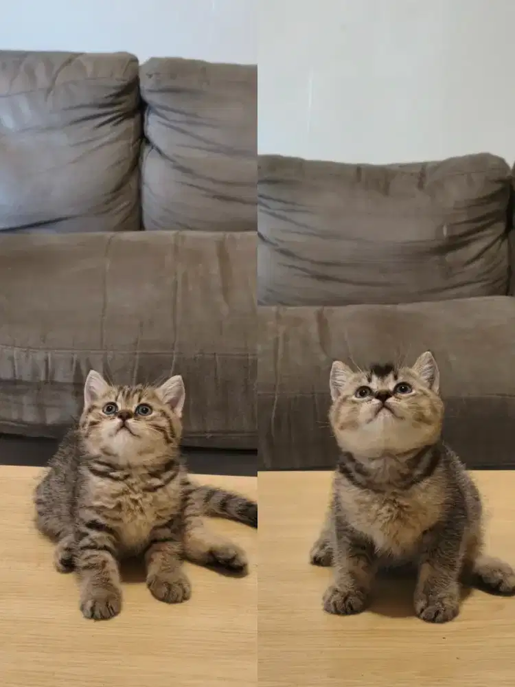 Kitten British Shorthair Golden Black dan Golden Tabby Jantan Betina