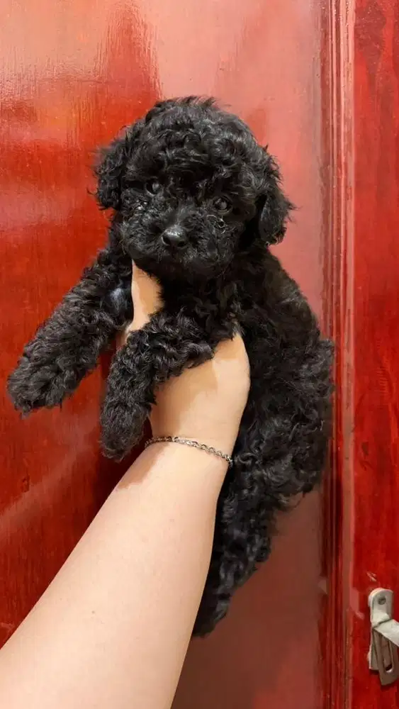 Toy Poodle Black