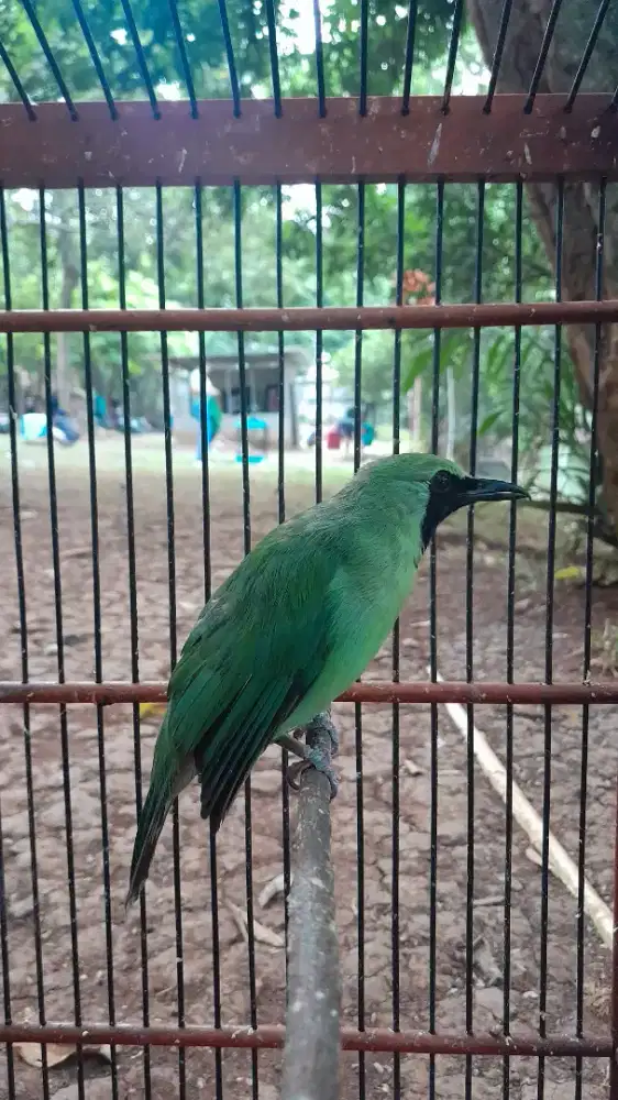 Burung Cucak Gacor