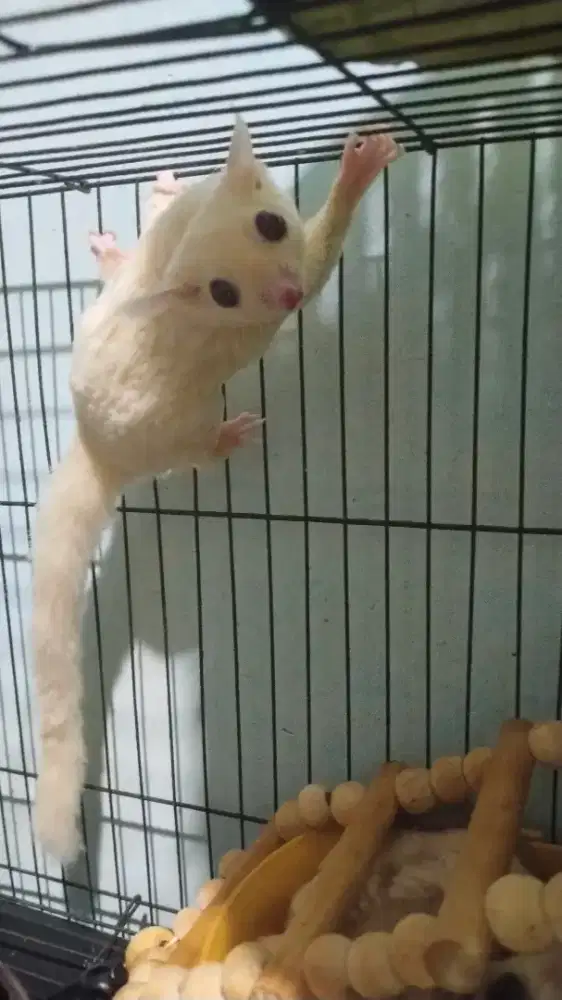 Sugrglider walangkopo lucu termurah