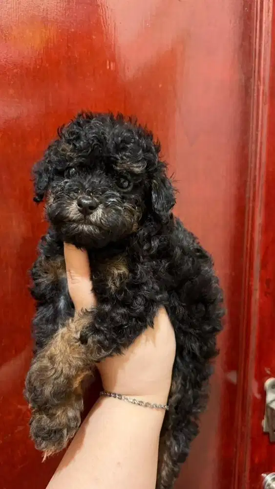 Toy Poodle Black Phantom & Tan