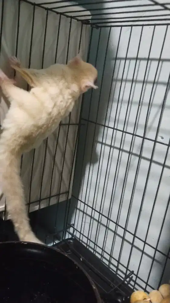 Sugarglider anakan sehat jantan betina