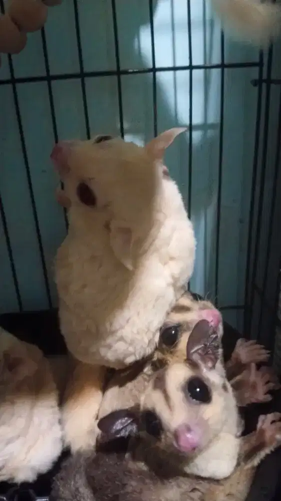 Sugarglider hewan hidup lucu jantan betina