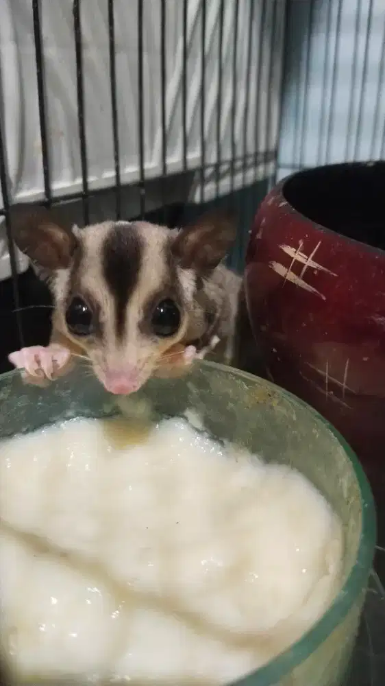 Sugarglider hewan hidup lucu