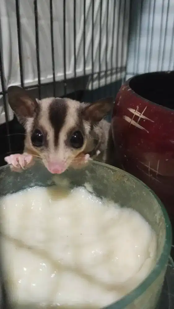Sugarglider hewan hidup harga promo