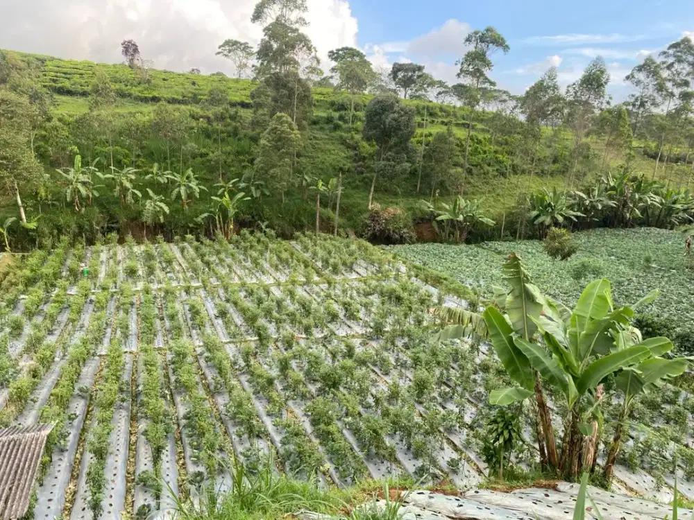 Dijual Tanah Subur Cocok Buat Pertanian Margamukti Pangalengan