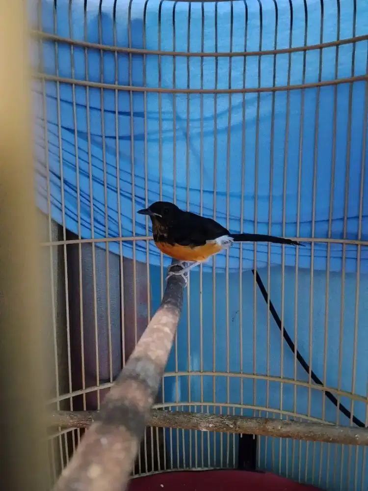 burung murai batu trotol jantan fullset