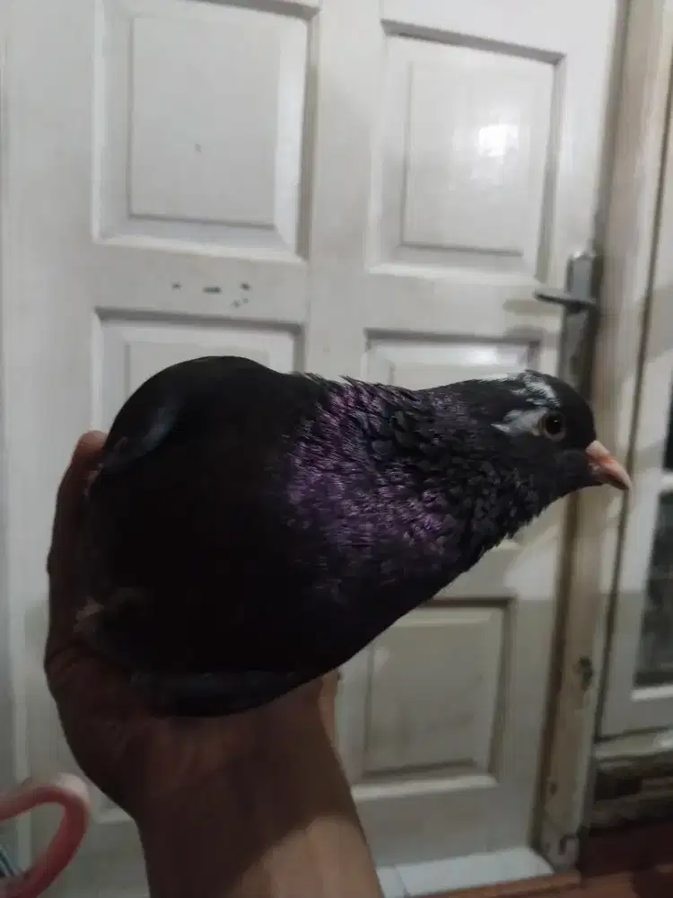 Merpati Betina super