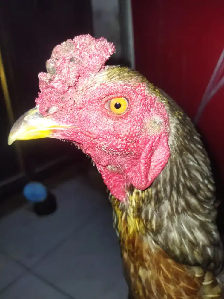 Ayam Pacek Bangkok mangon bulbi