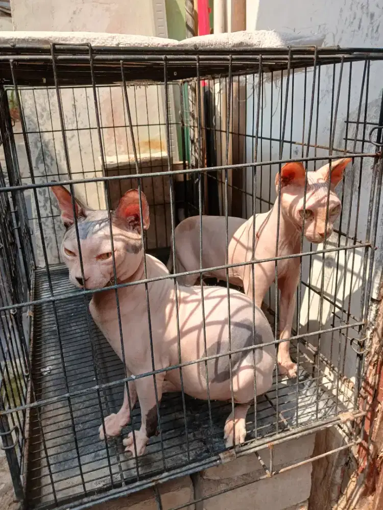 Sphnyx for sale