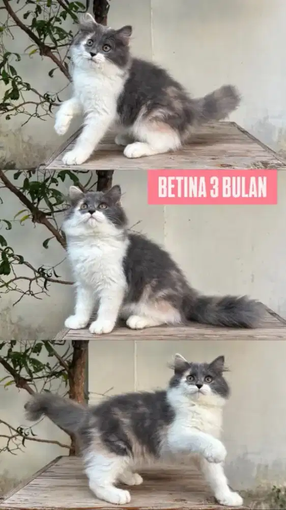 kucing kitten anakan anggora persia ragdoll himalaya mainecoon