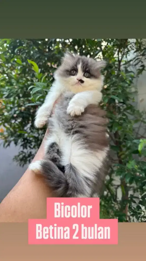 kucinv kitten anakan mainecoon british scottish anggora persia peaknos