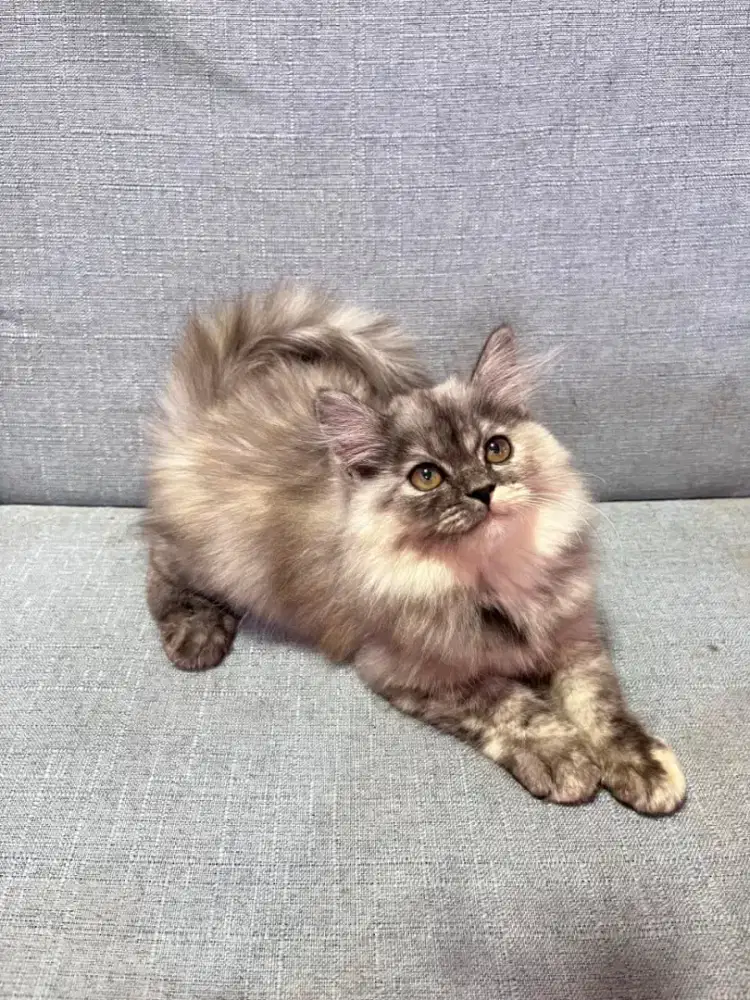 kucing kitten anakan anggora persia ragdoll himalaya mainecoon