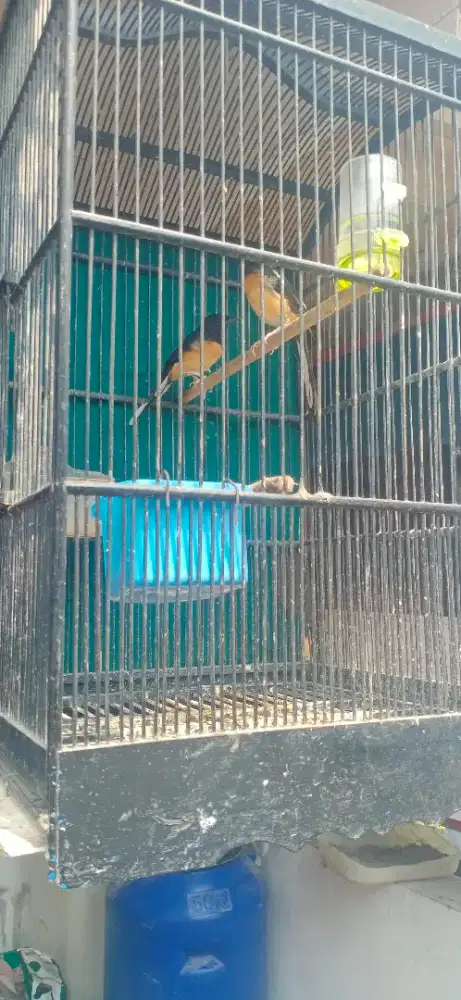 Burung murai medan