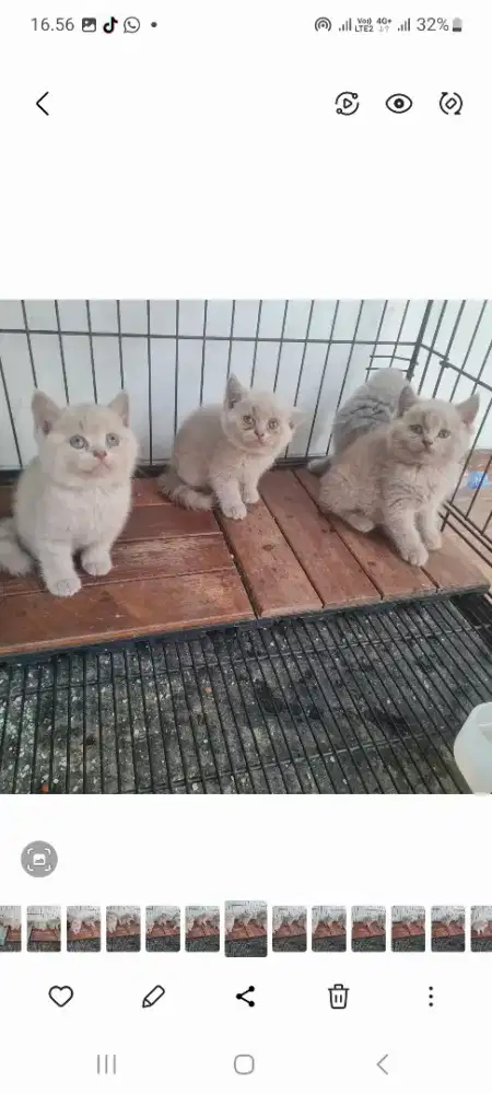 Open Adop kucing BSH