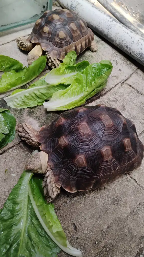 Sulcata 2 ekor (makanan full sayur segar terjaga)