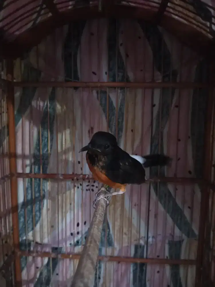 Burung mura batu medan trotolan (bahorok)