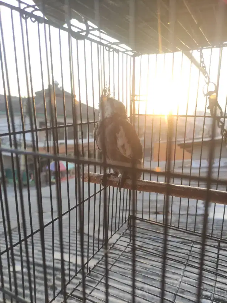 Burung Australia Falk wf