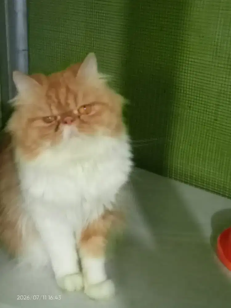 Kucing peaknose