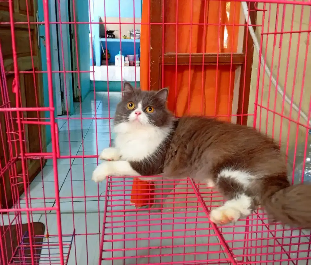 Kucing betina Persia plat
