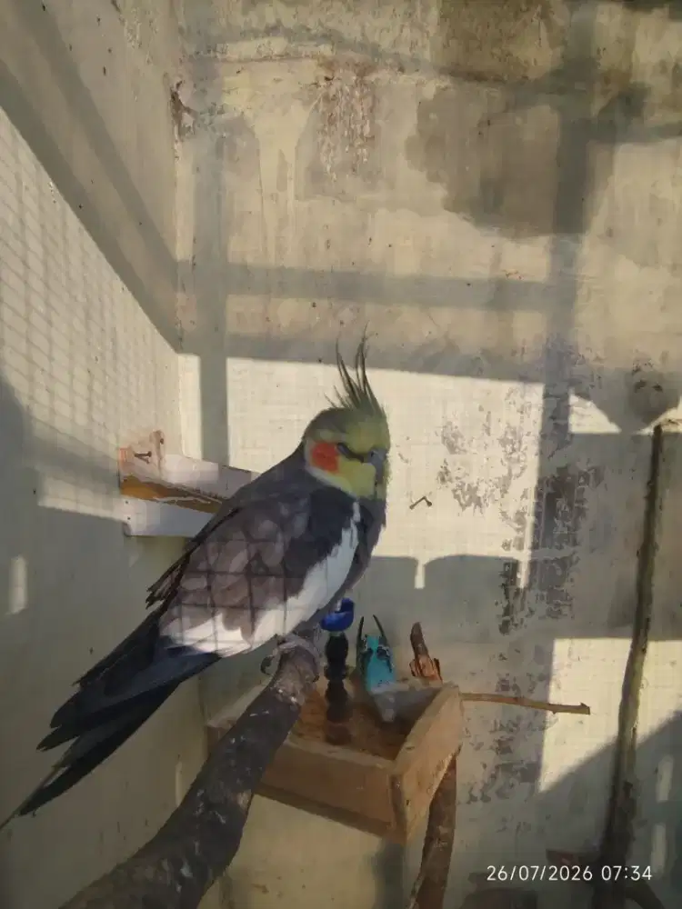 Burung Falk jantan jinak