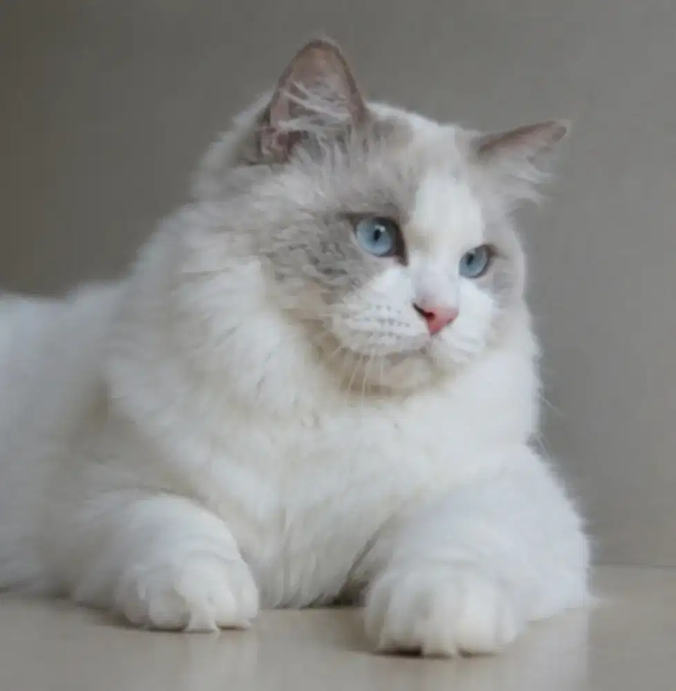 Ragdoll jantan murah aja no mines