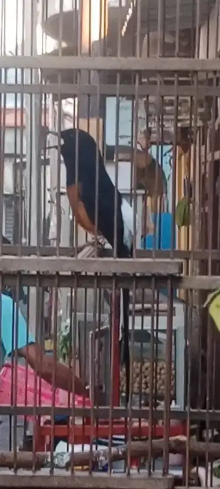 Murai baru mh kaki hitam jantan mapan