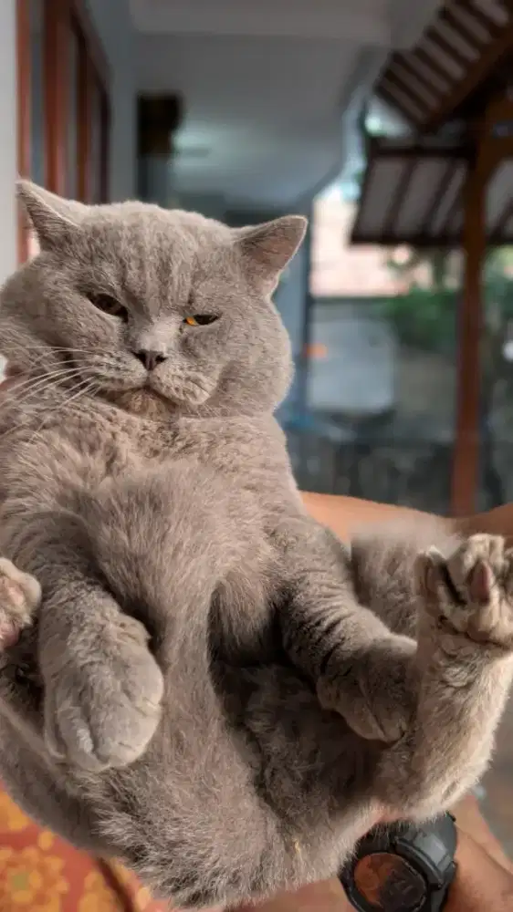 kucing BSH pure jantan