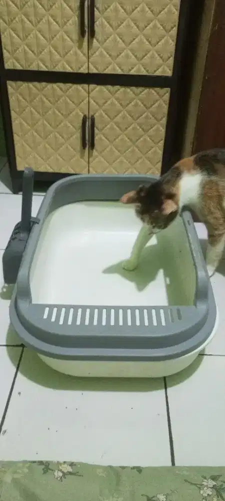 Litter box bekas,pemakaian 1 bln ,mulus