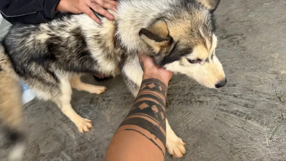 husky umur 6 bulan lebih