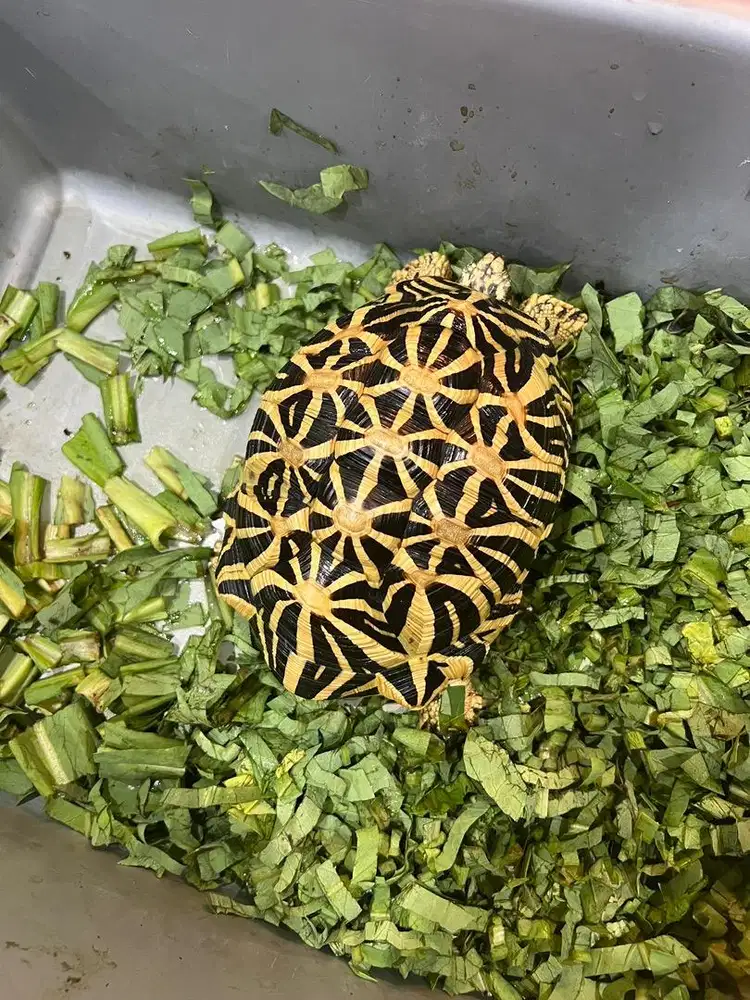 Srilanka star dan Indian Star Tortoise kura kura darat