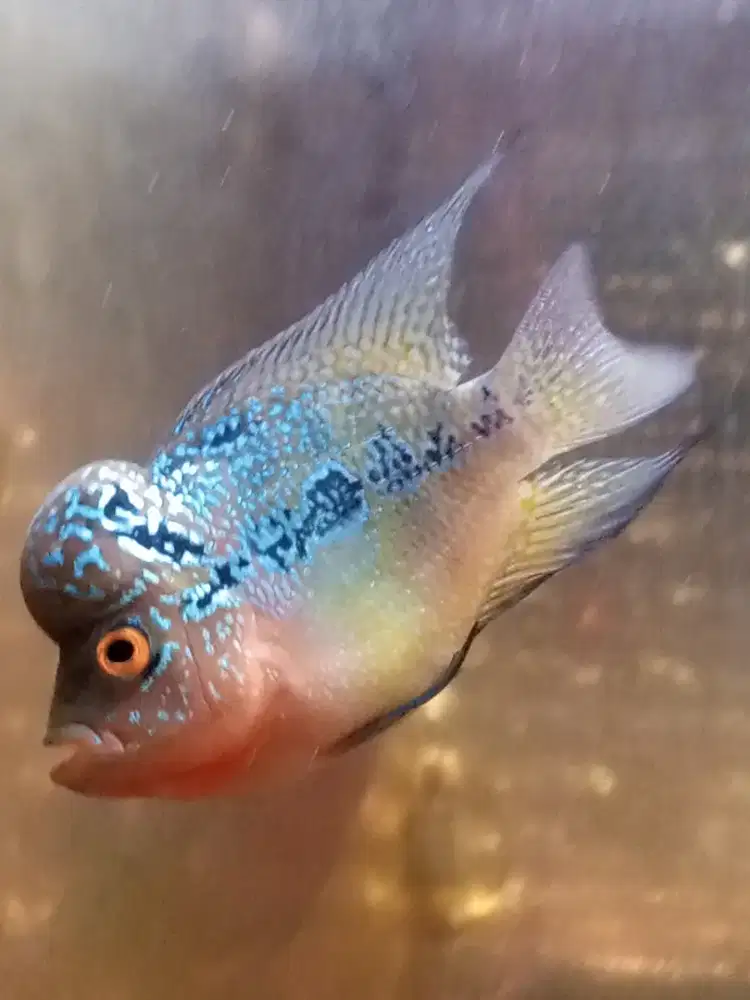 Jual ikan louhan cencu size 2,5 jarian