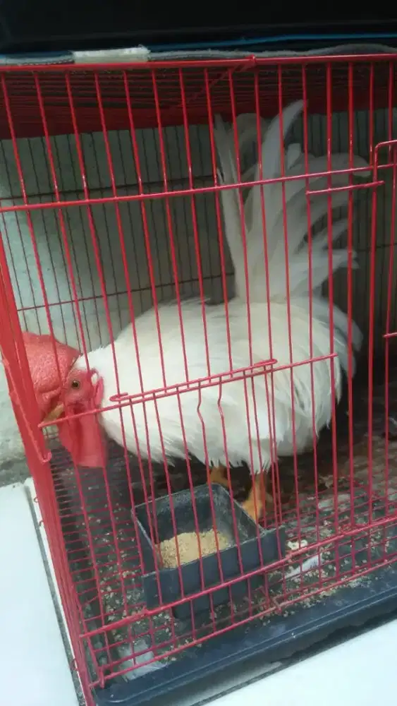 Ayam jago kate jantan putih 3 ekor