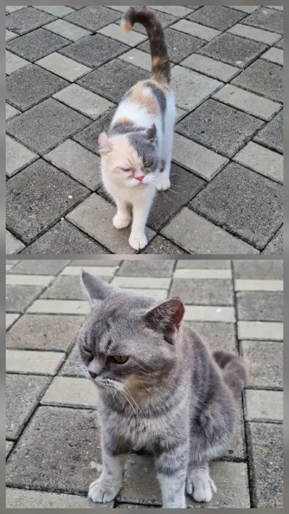 Lepas Adopsi  Kucing Kinkalow
