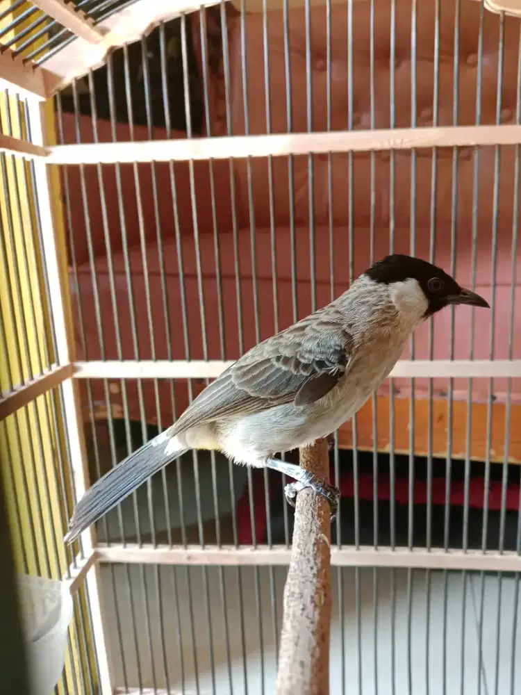 Burung kutilang