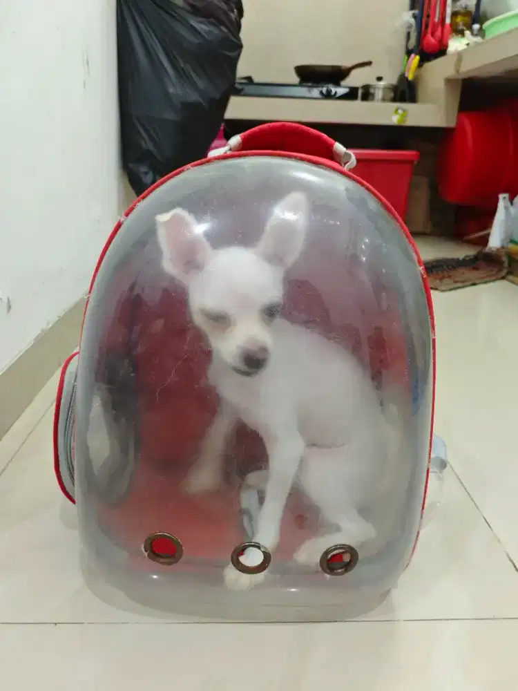 FREE ADOPT MINI POM BETINA