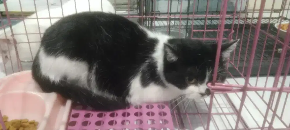 Kucing scootish black and white