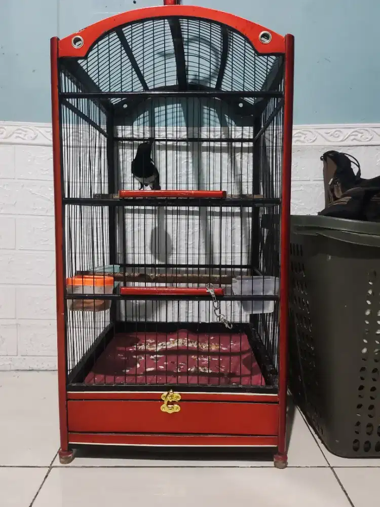 Burung Kacer Jabar ( Burja)