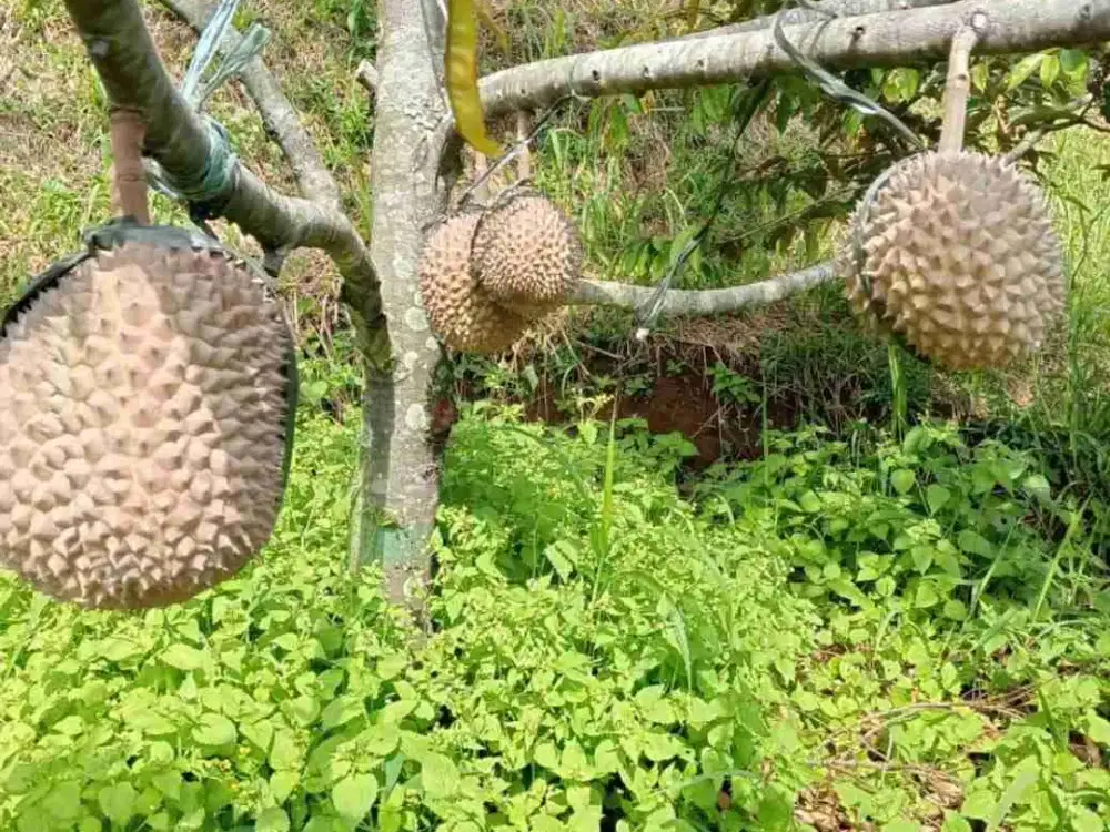 Dijual kebun durian masih aktif 13 hektar di Cijeruk Bogor harga permeter 290 ribu nego