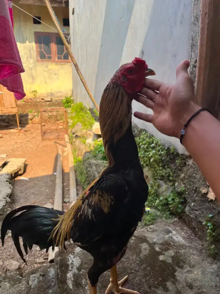 Jual ayam bangkok