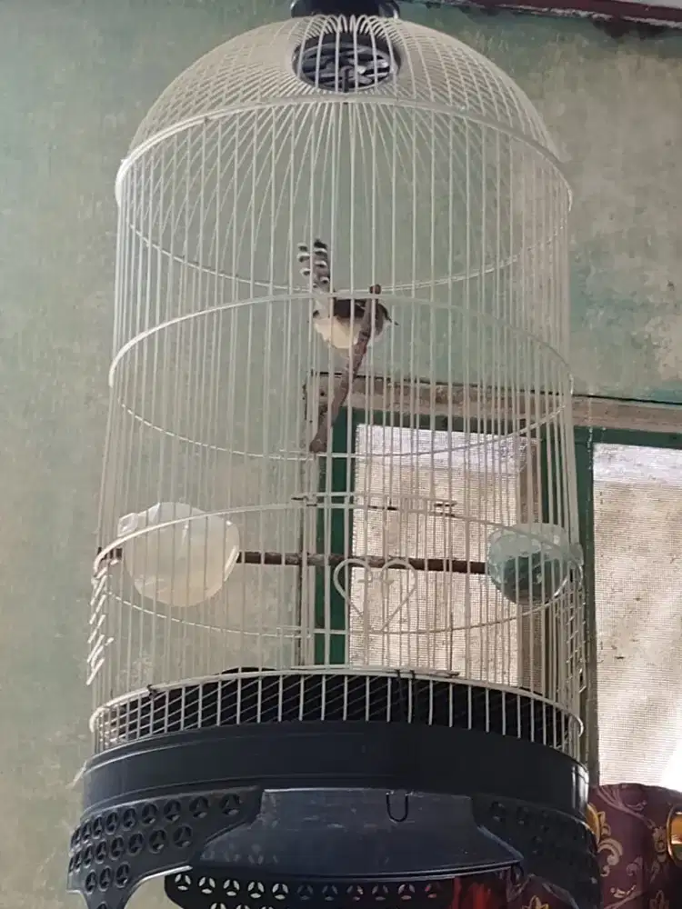 Ciblek Kristal atau cikres