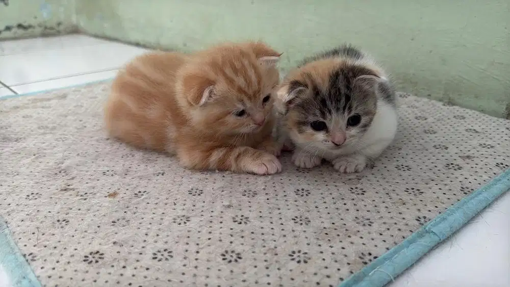 Kucing scottish