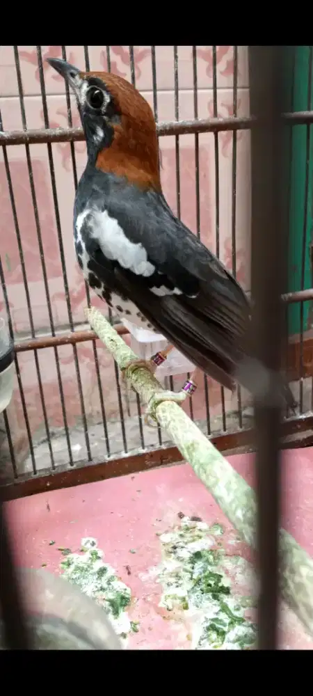 Anis kembang lepas trotol jantan